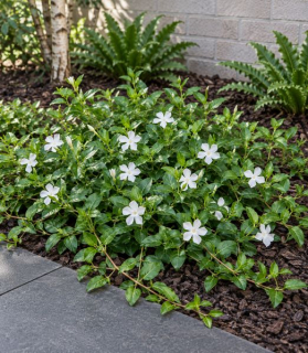 Vinca major ‘Alba’